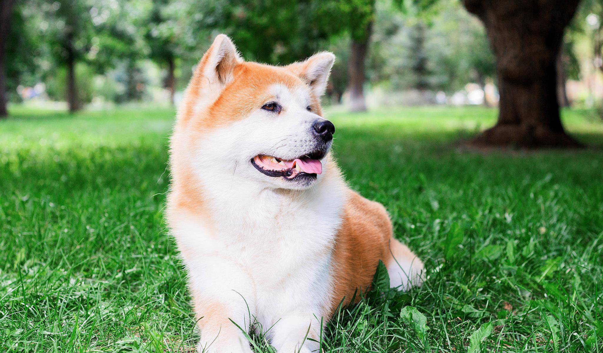 柴犬和秋田犬的区别